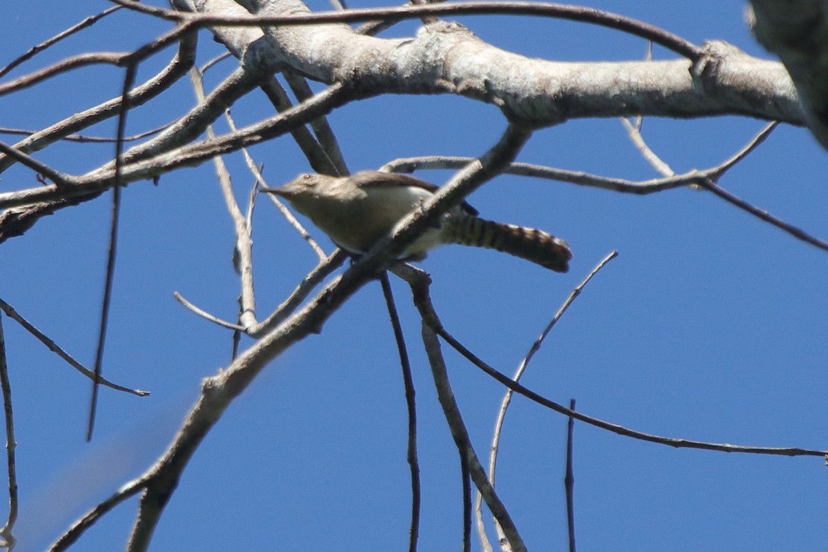 Tooth-billed Wren - ML631793010