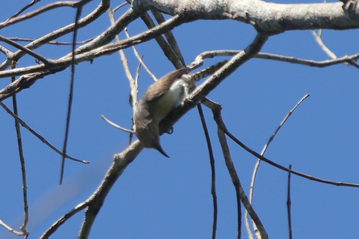 Tooth-billed Wren - ML631793012