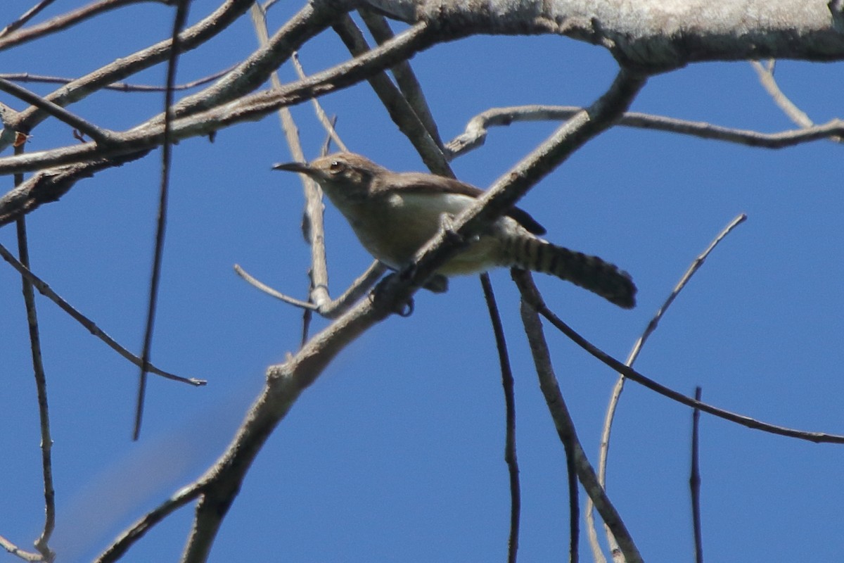 Tooth-billed Wren - ML631793013
