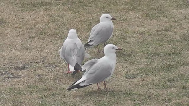racek australský (ssp. scopulinus) - ML631793048