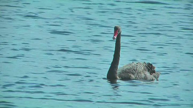 Black Swan - ML631793154