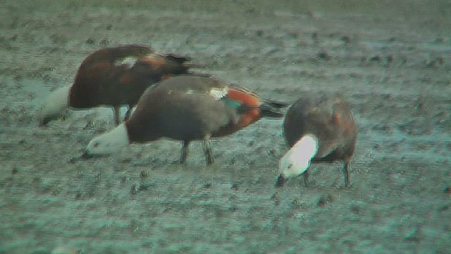 Paradise Shelduck - ML631793174