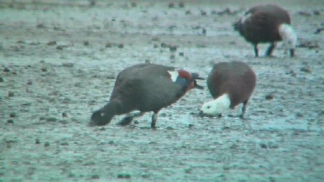 Paradise Shelduck - ML631793175