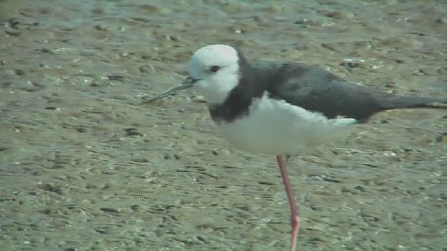 Pied Stilt - ML631793207
