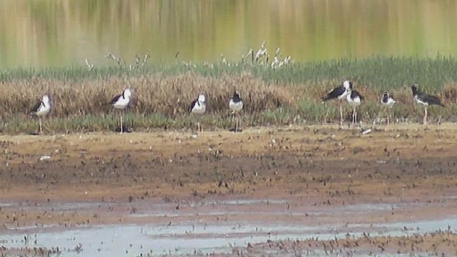 Pied Stilt - ML631793209