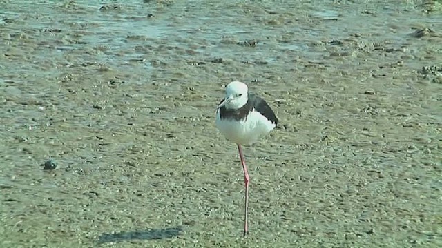 Pied Stilt - ML631793210