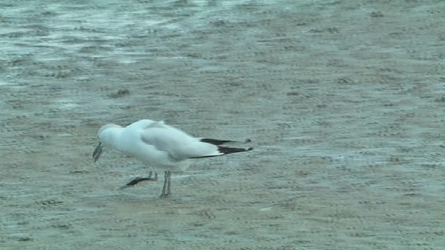 Black-billed Gull - ML631793257