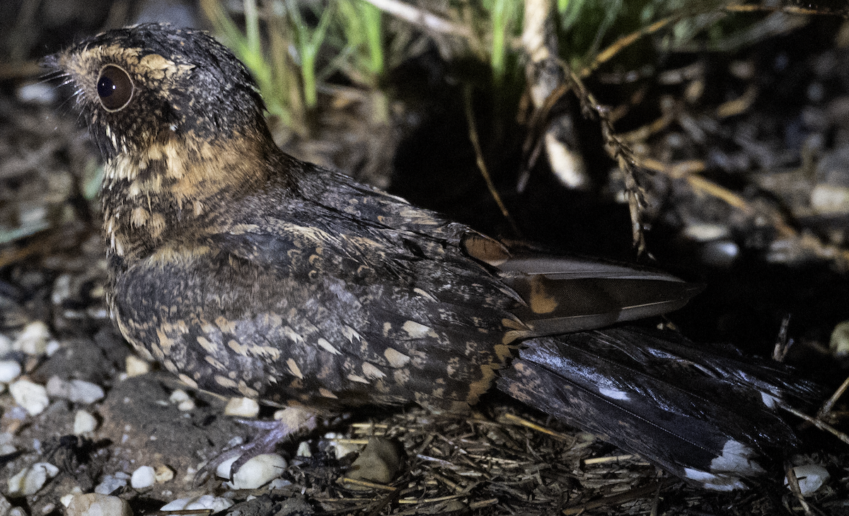 Spot-tailed Nightjar - ML631793281