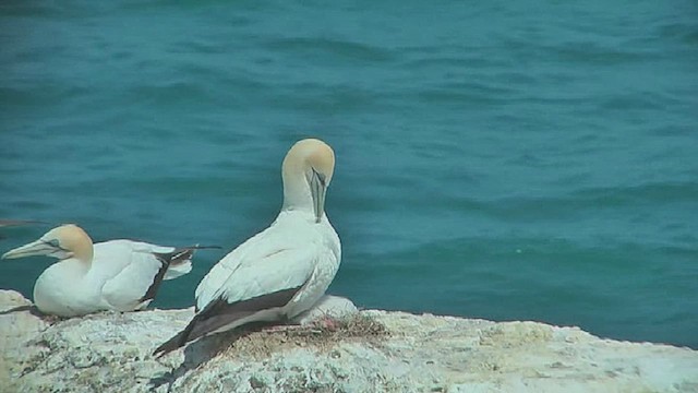 Australasian Gannet - ML631793412