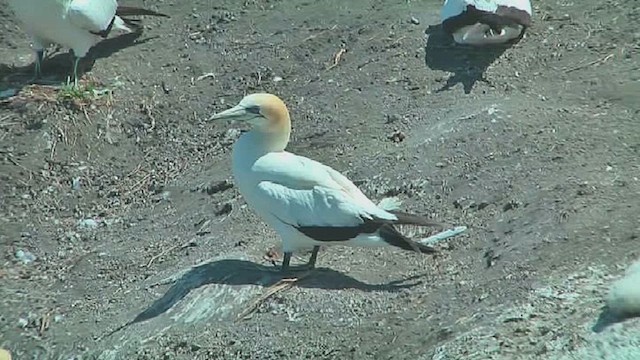 Australasian Gannet - ML631793427