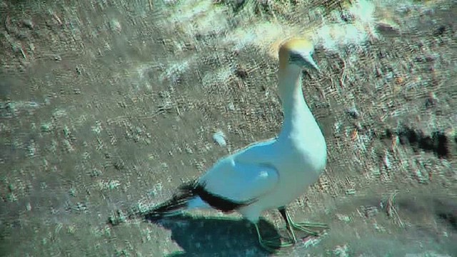 Australasian Gannet - ML631793428