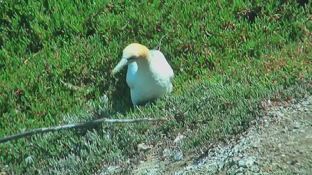 Australasian Gannet - ML631793429