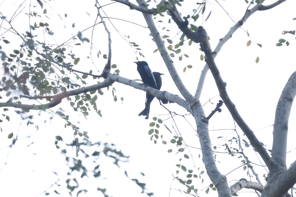 Hair-crested Drongo - ML631793445