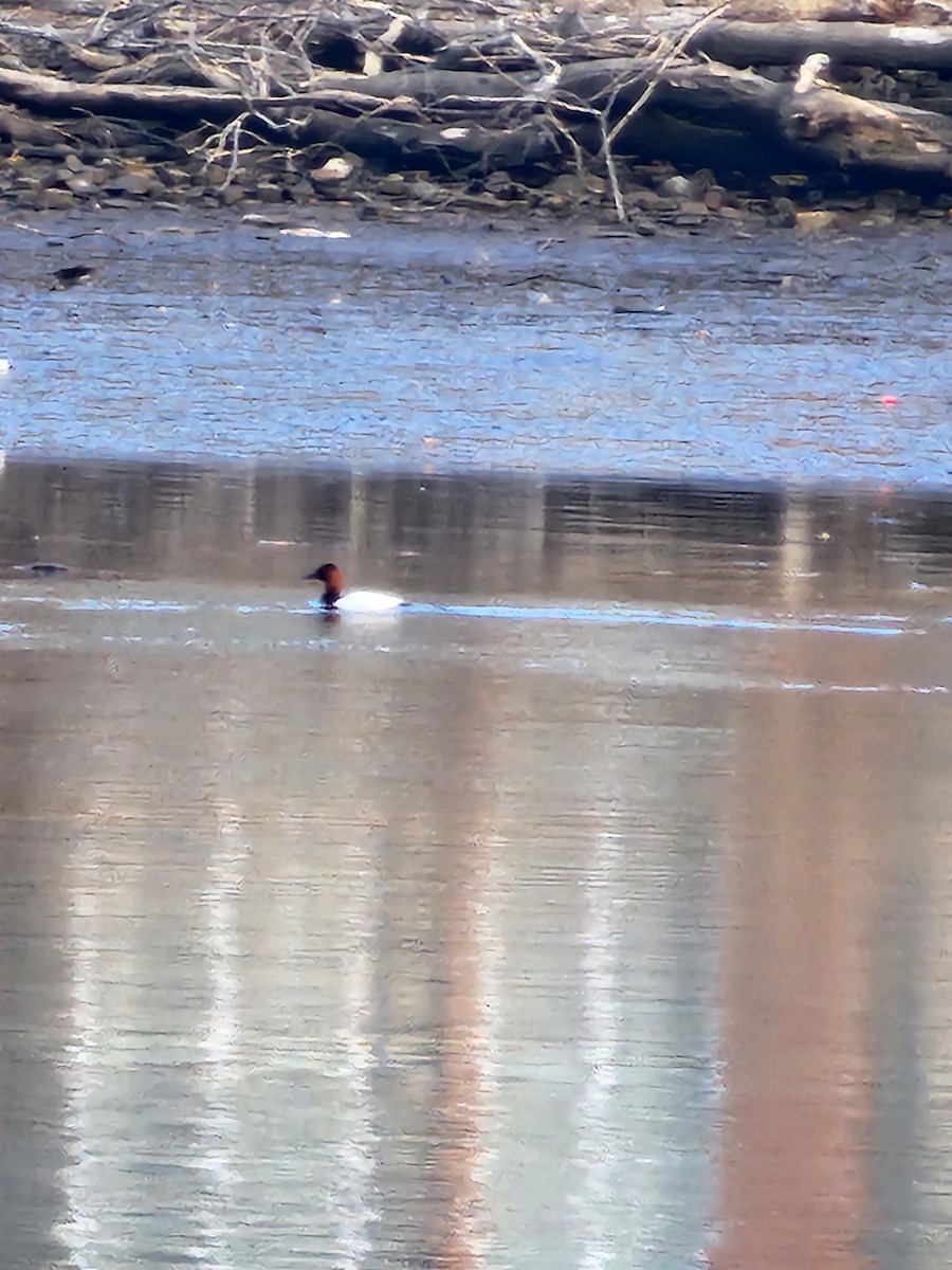 Canvasback - ML631793481