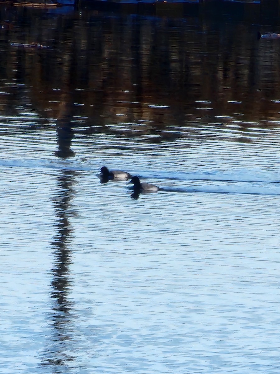 Greater Scaup - ML631793487