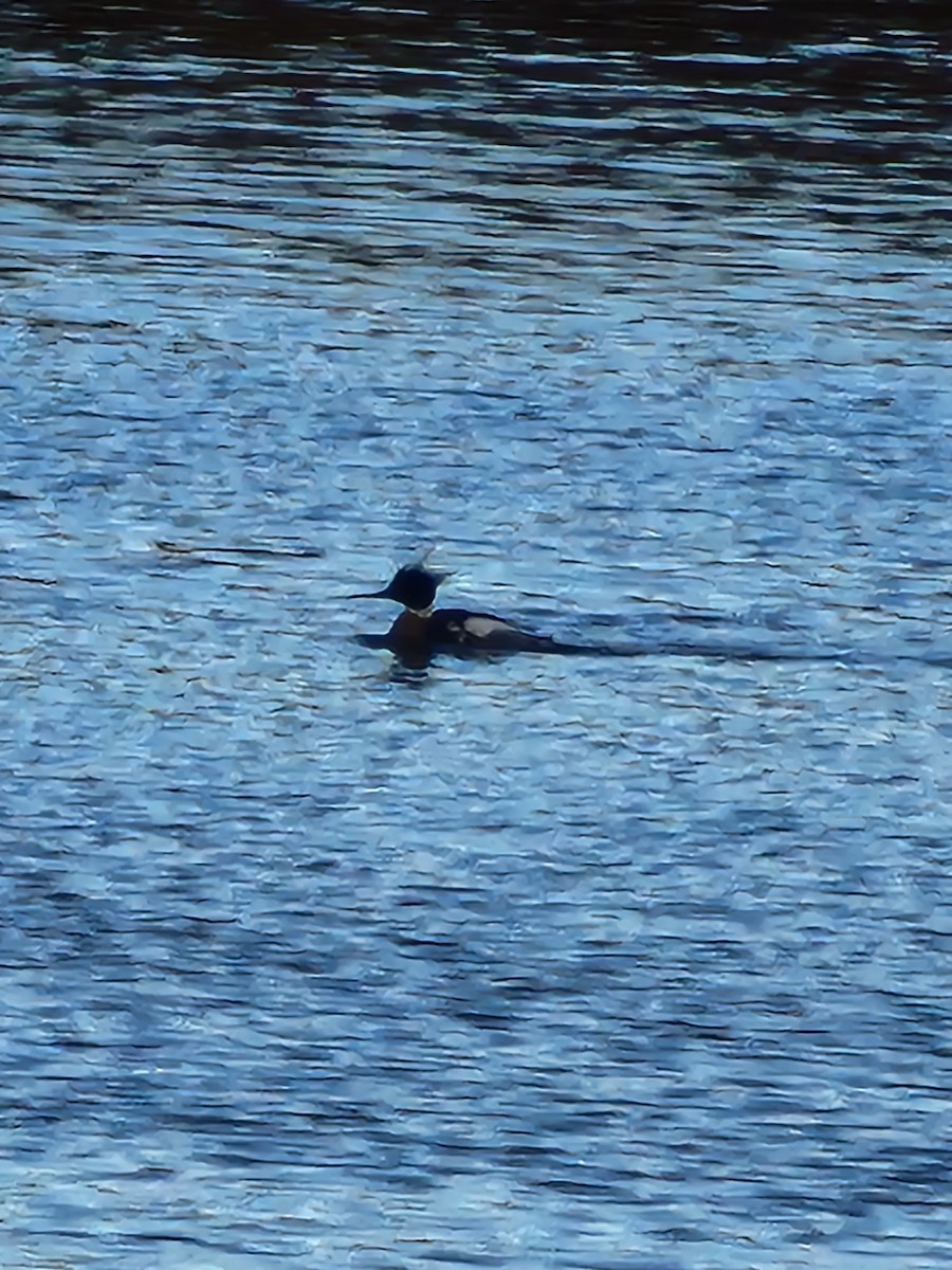Red-breasted Merganser - ML631793497