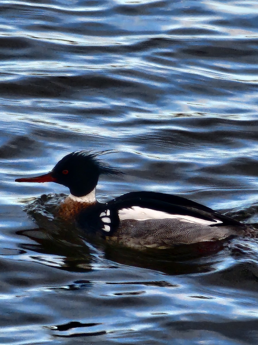 Red-breasted Merganser - ML631793509