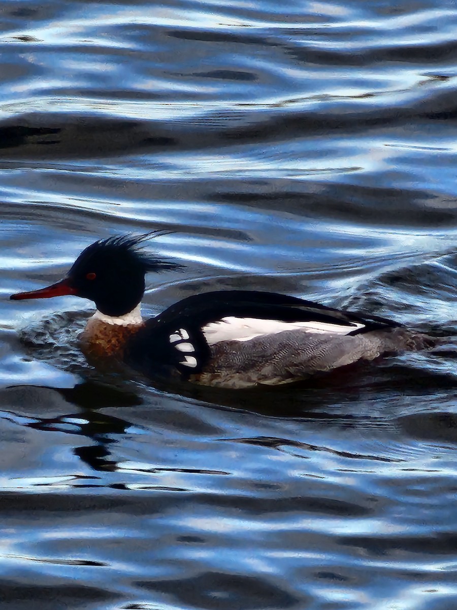 Red-breasted Merganser - ML631793515