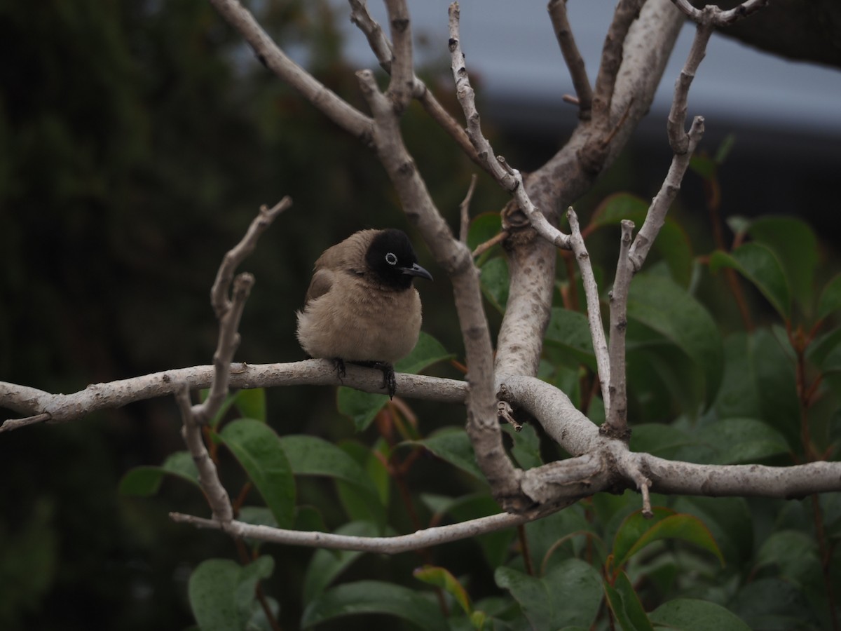 White-spectacled Bulbul - ML631793535