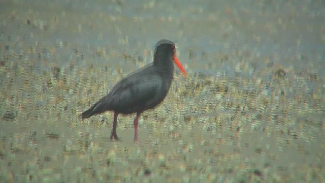 Variable Oystercatcher - ML631793577