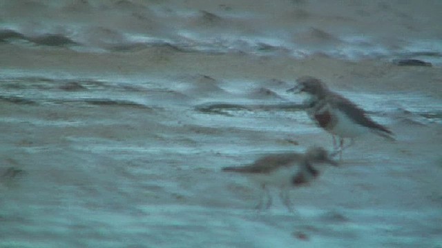 Double-banded Plover - ML631793585