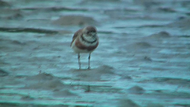 Double-banded Plover - ML631793598