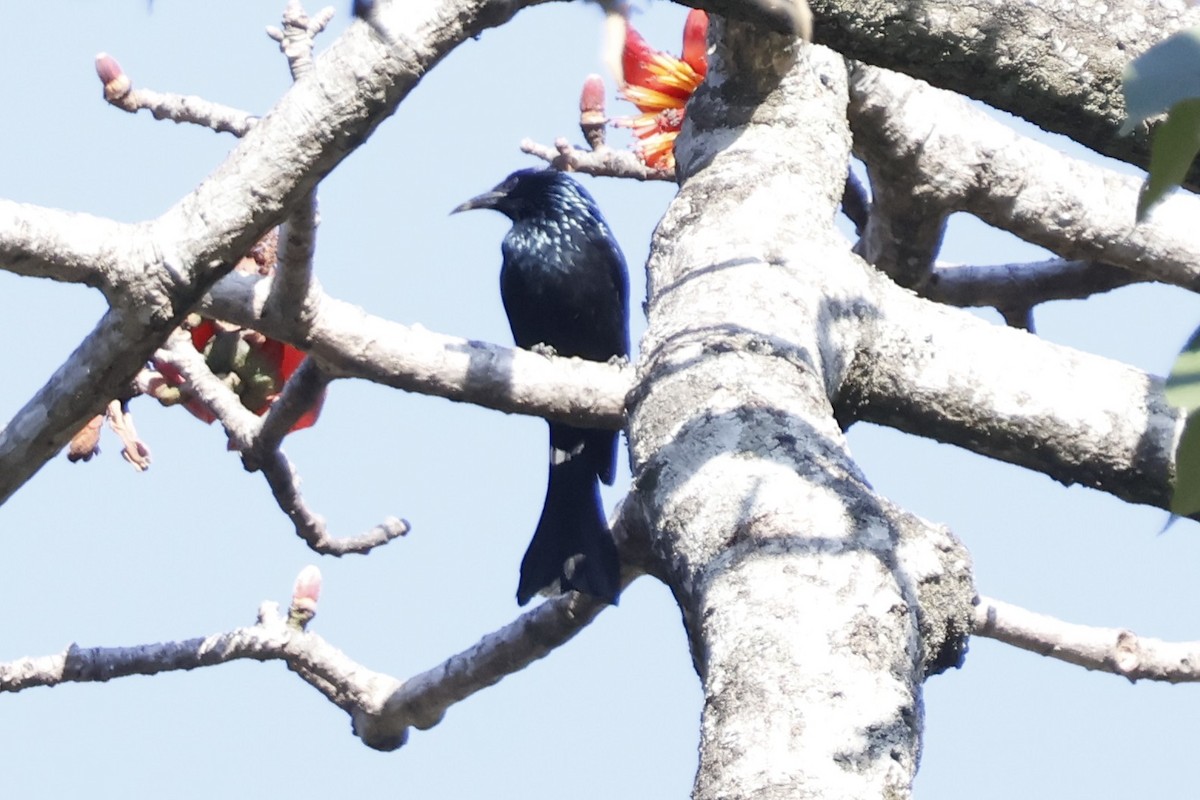 Hair-crested Drongo - ML631793601