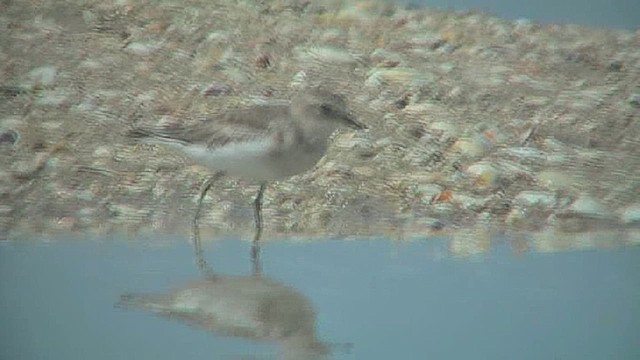 Double-banded Plover - ML631793605