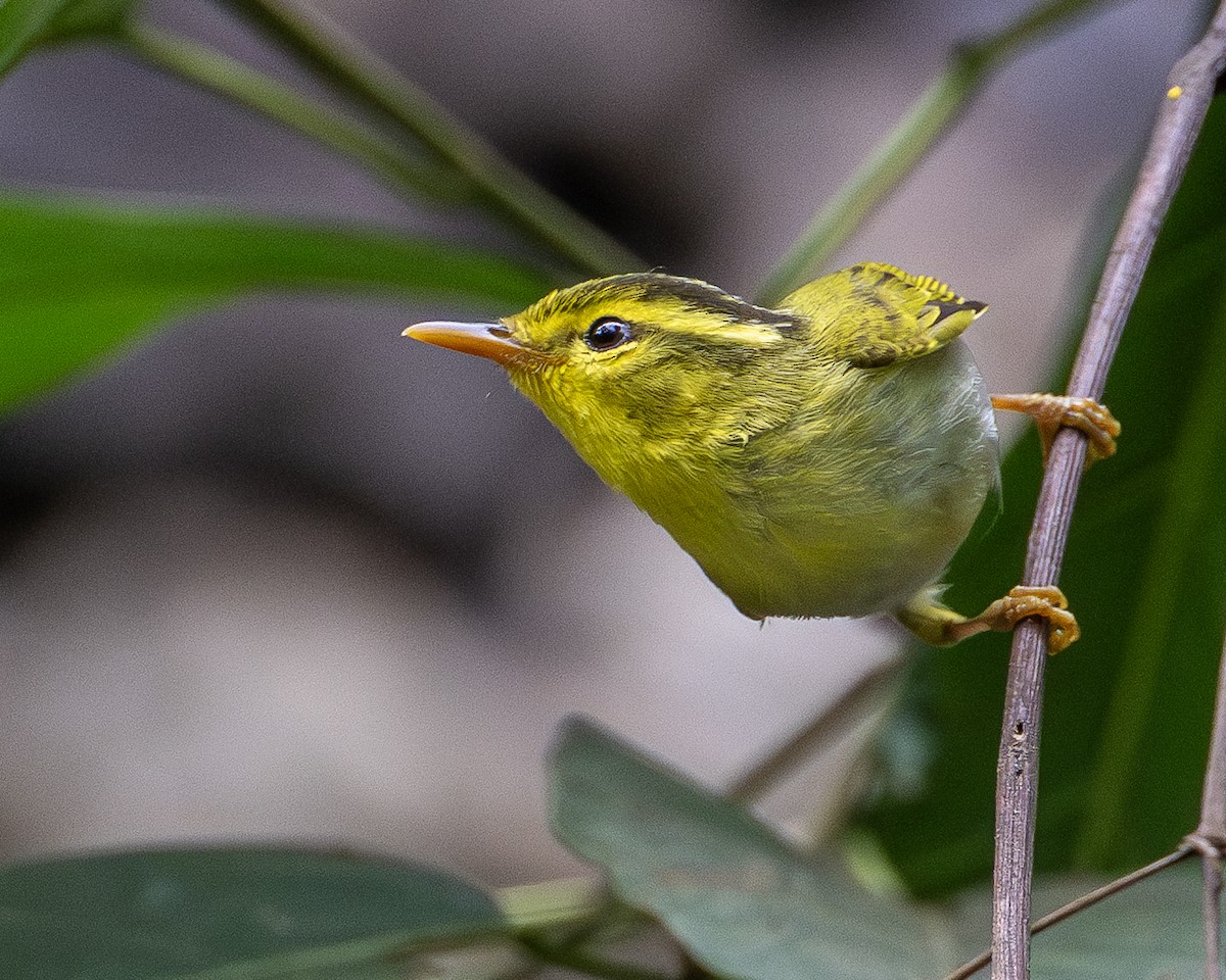 Yellow-vented Warbler - ML631793646