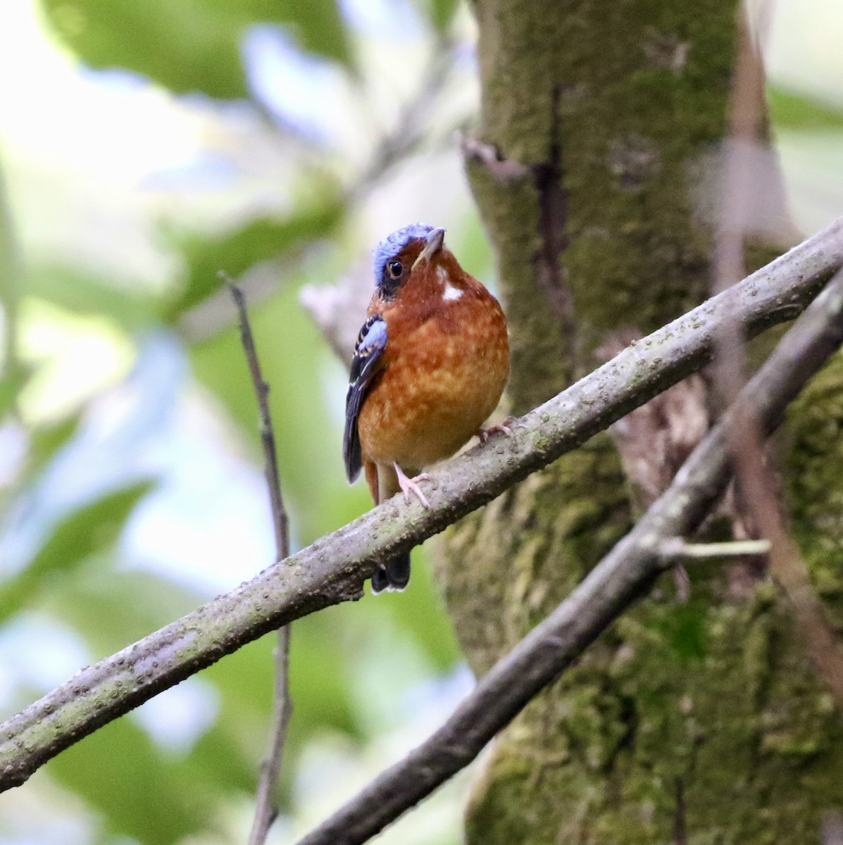 White-throated Rock-Thrush - ML631793659