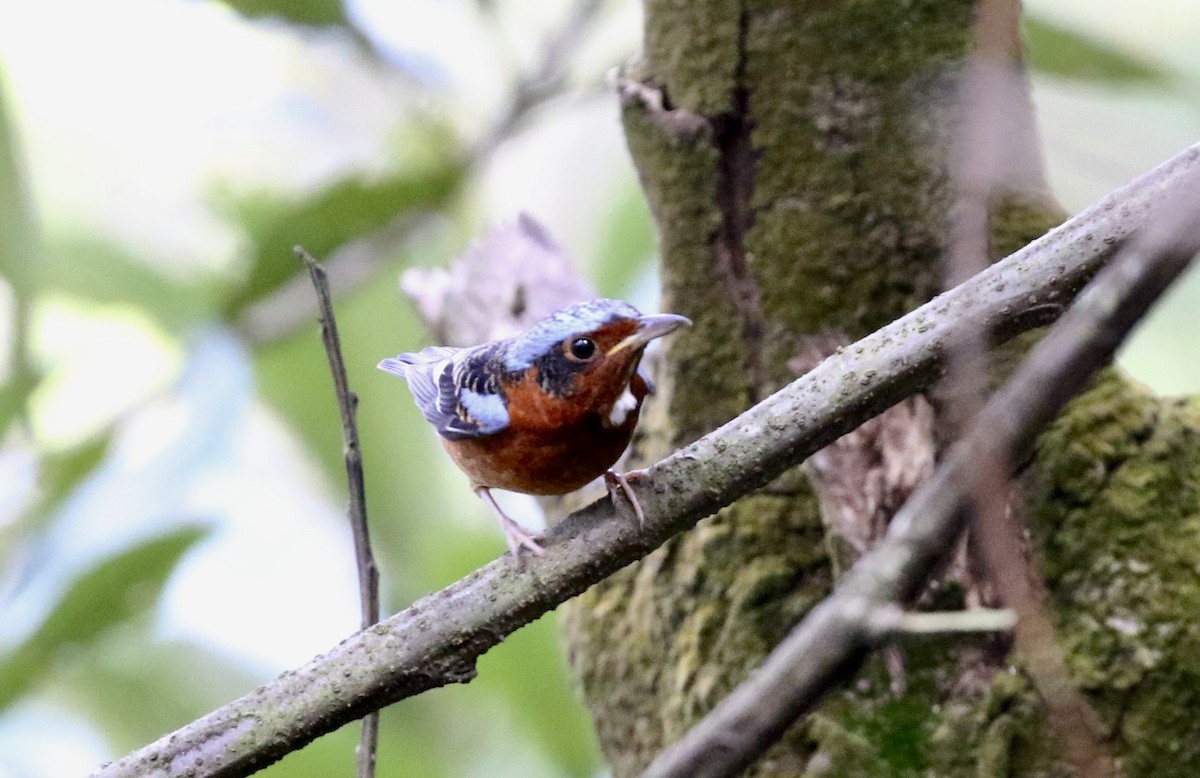 White-throated Rock-Thrush - ML631793660