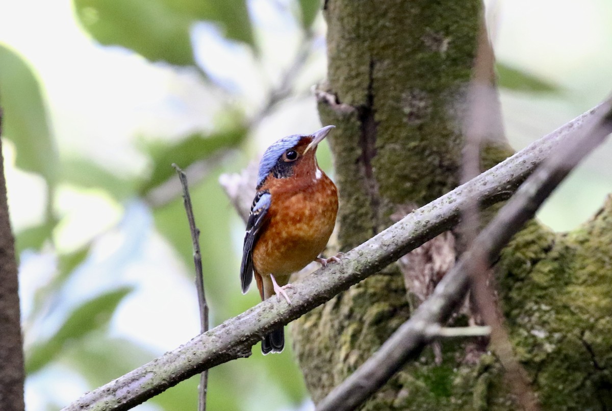 White-throated Rock-Thrush - ML631793662