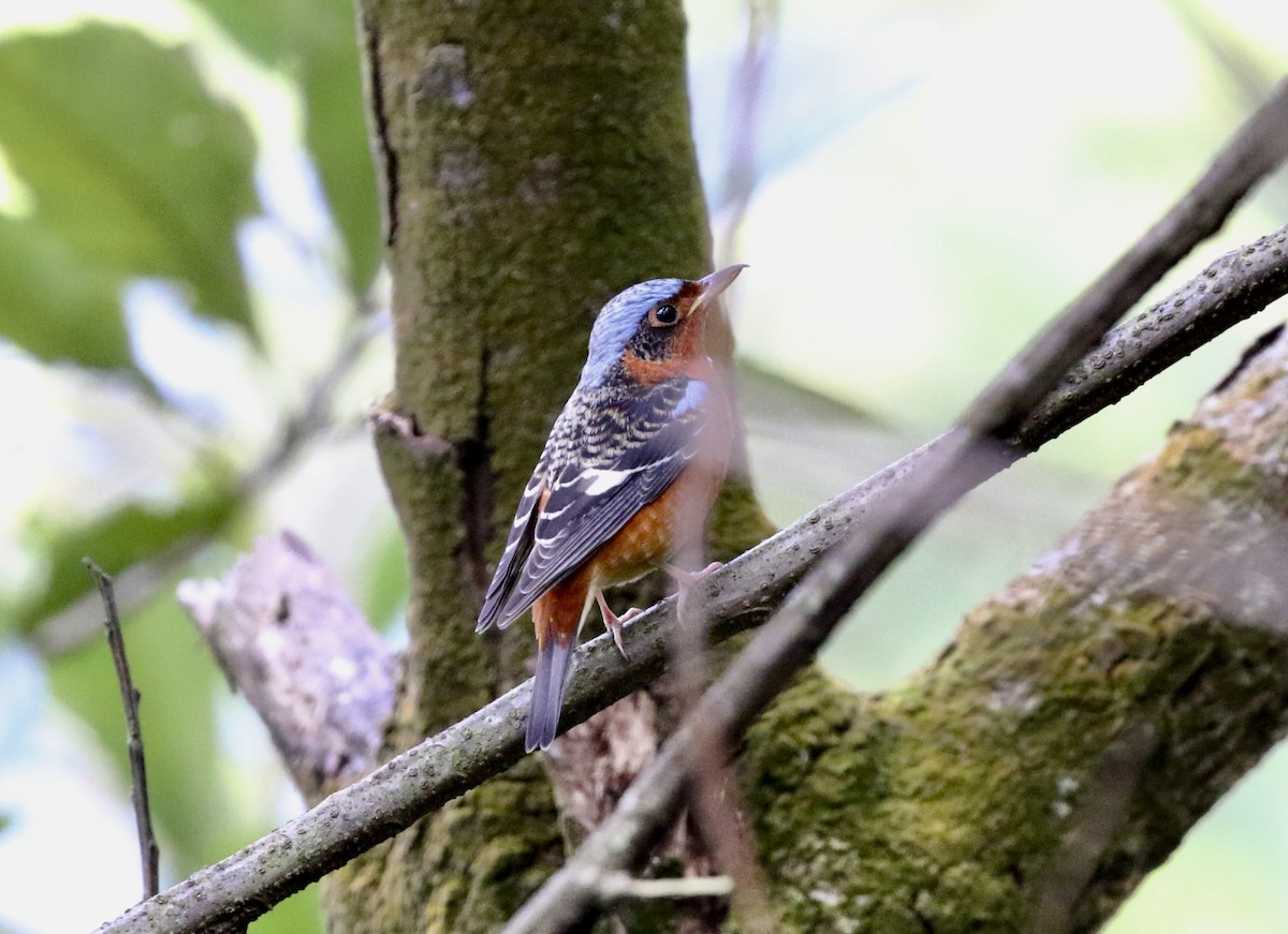 White-throated Rock-Thrush - ML631793663