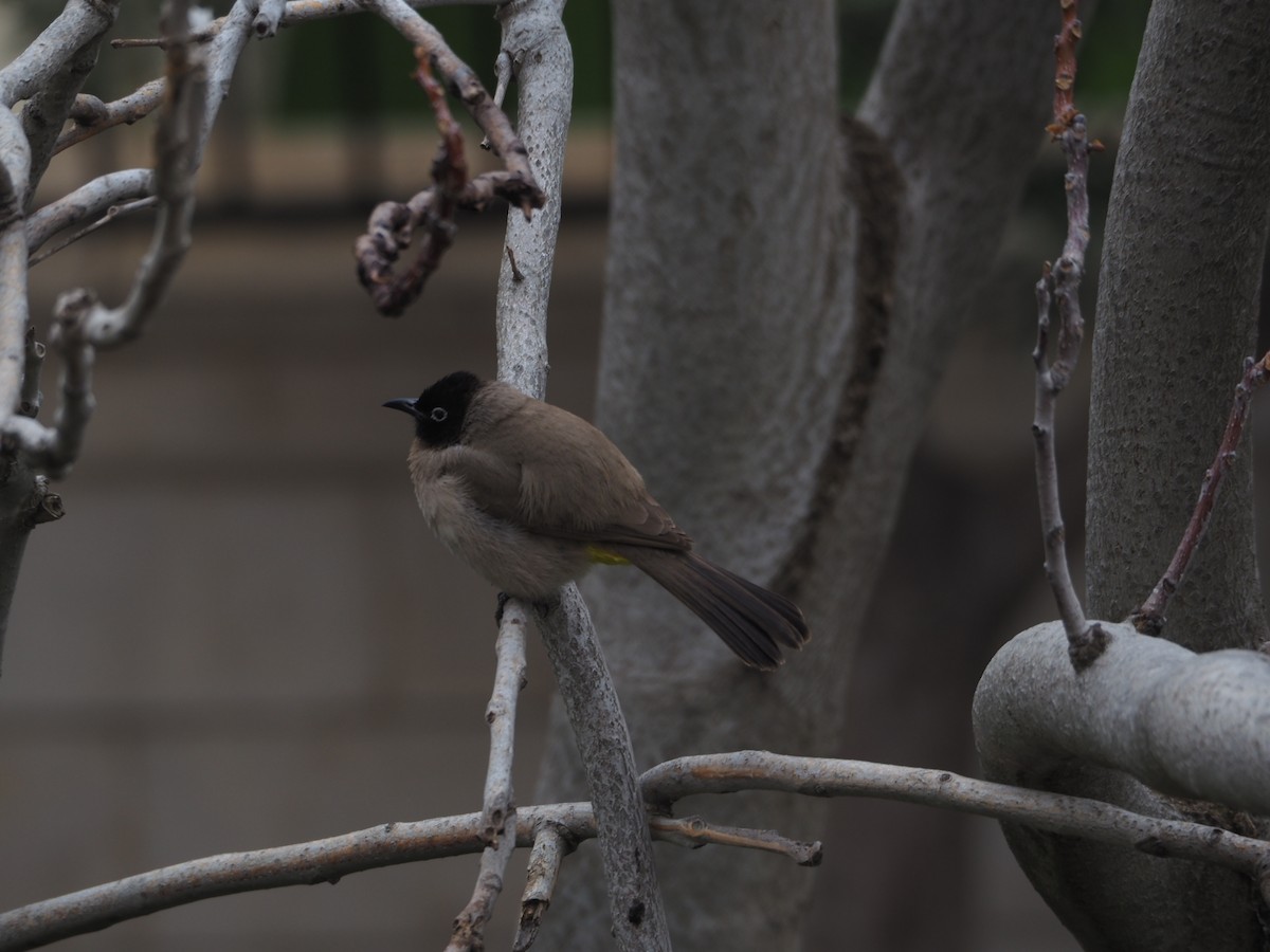 White-spectacled Bulbul - ML631793671