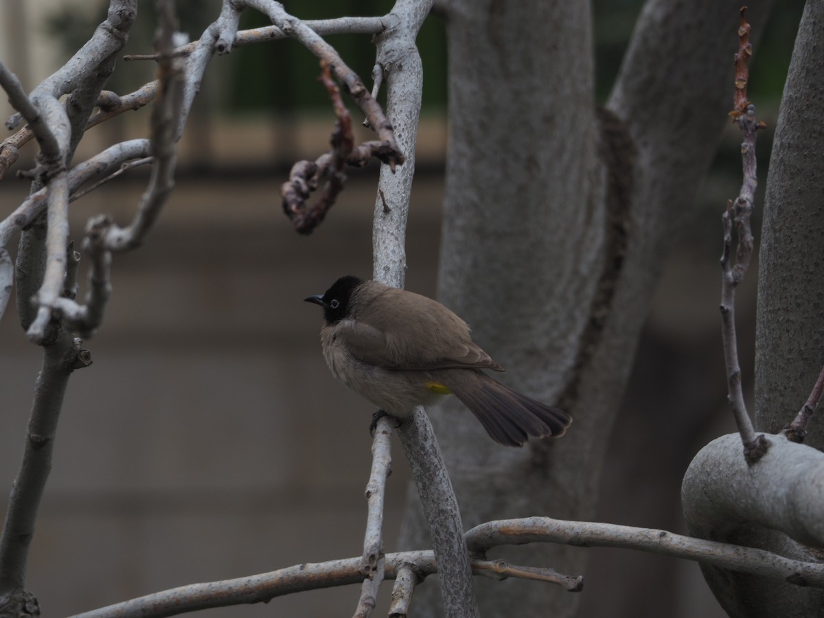 White-spectacled Bulbul - ML631793675