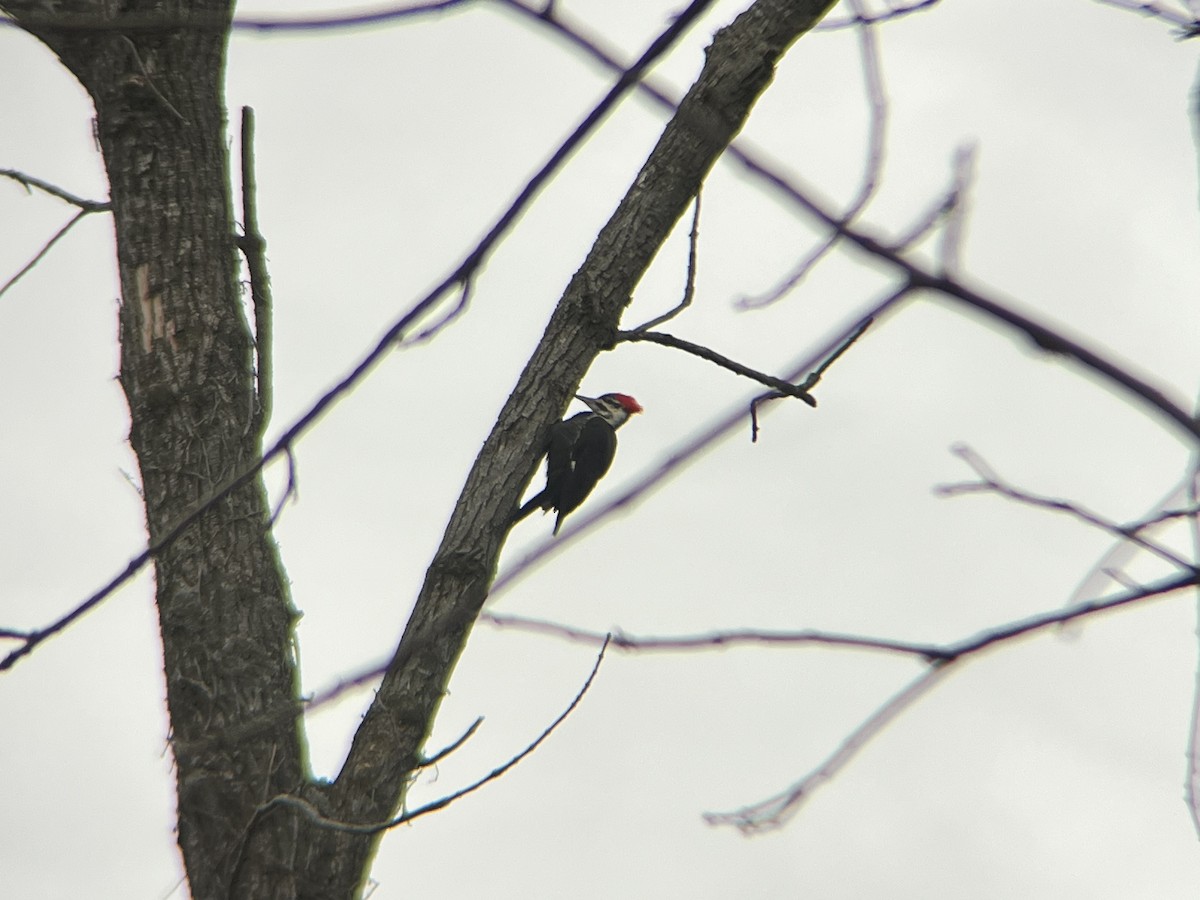 Pileated Woodpecker - ML631793830
