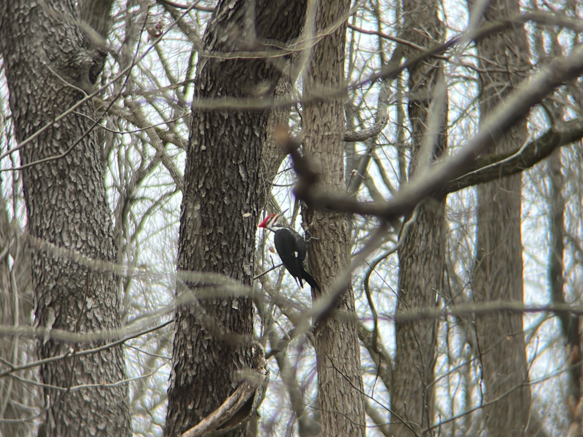 Pileated Woodpecker - ML631793831