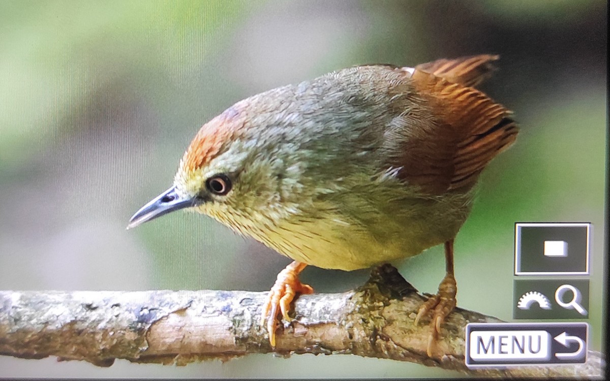 Pin-striped Tit-Babbler - ML631793877