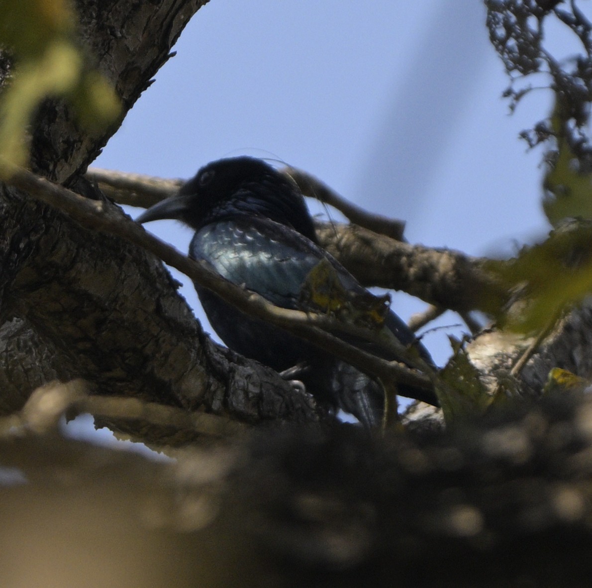 Hair-crested Drongo - ML631793949