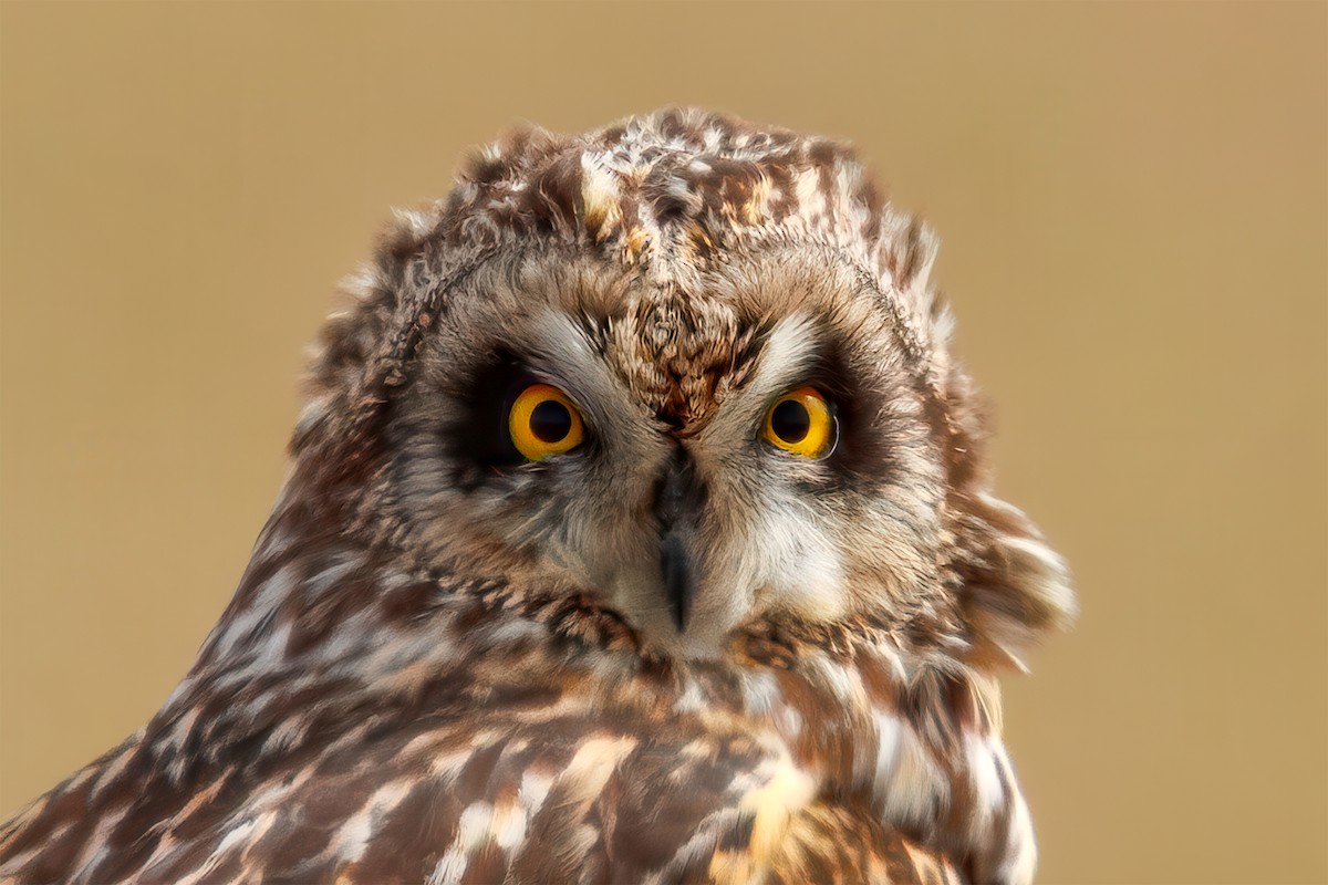 kalous pustovka - ML631794214