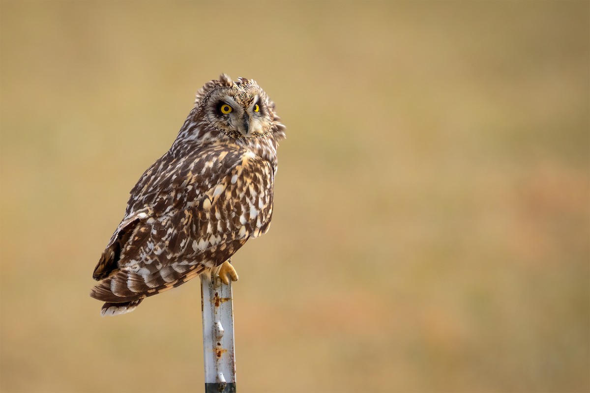 kalous pustovka - ML631794215