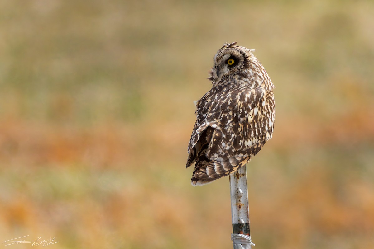 kalous pustovka - ML631794216