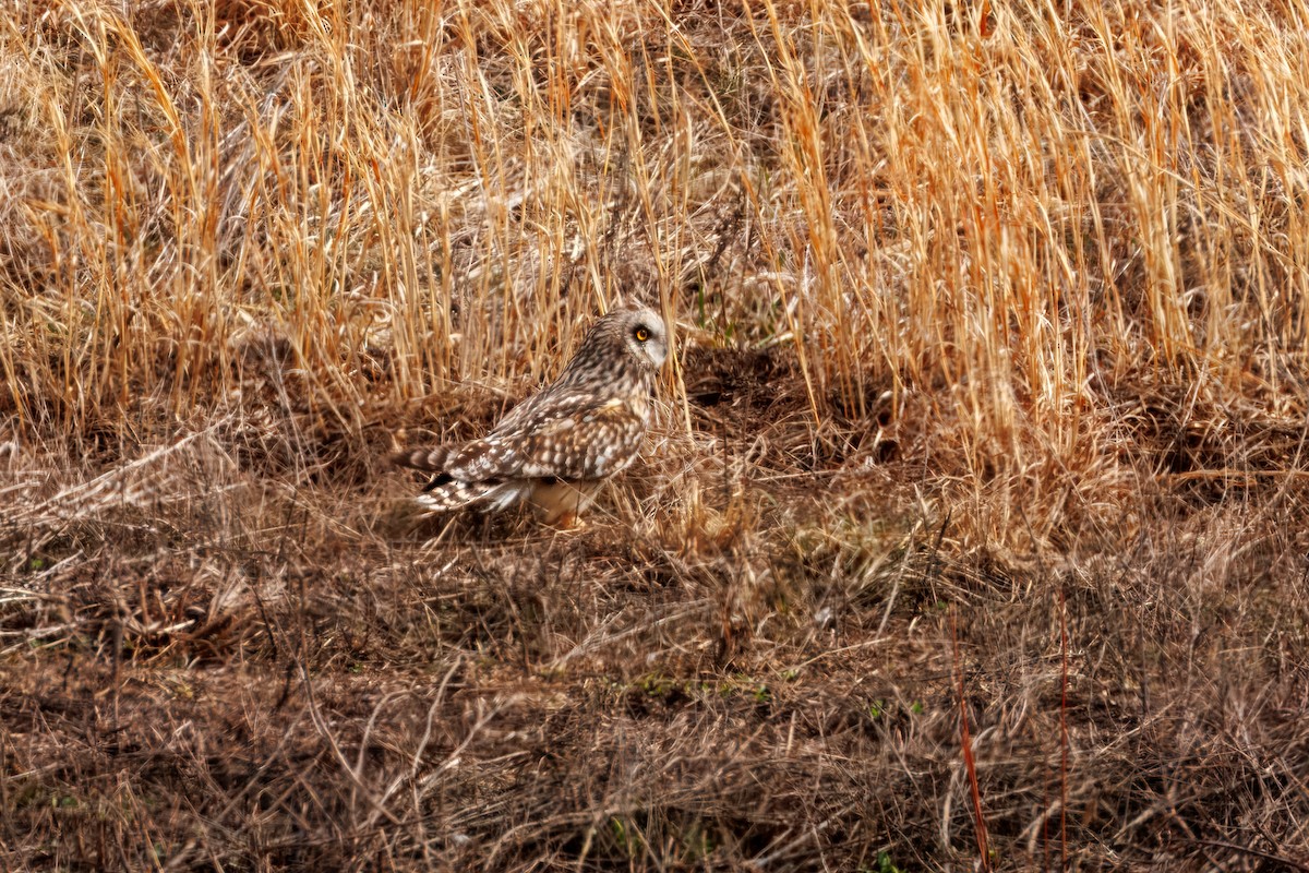 kalous pustovka - ML631794217