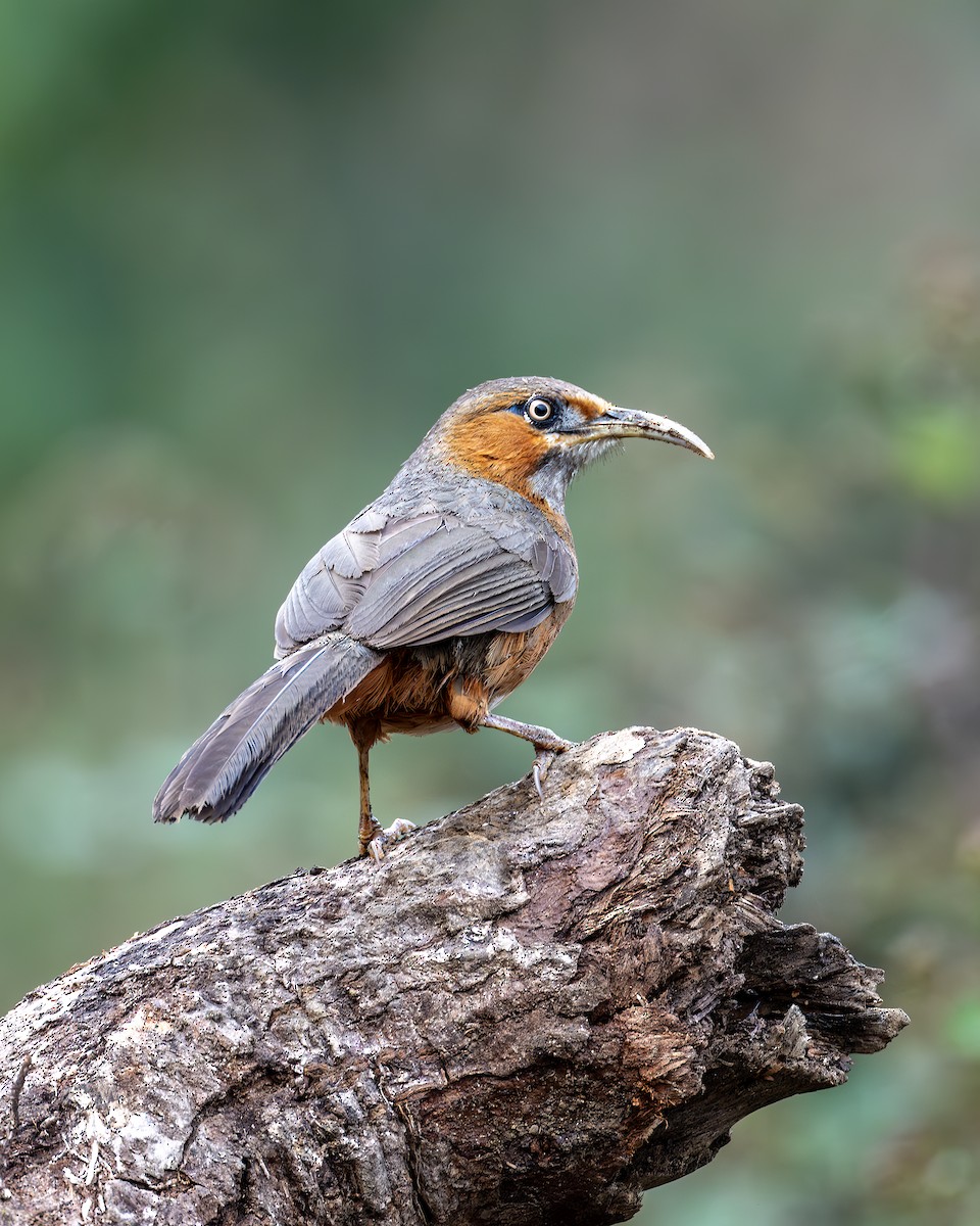 Rusty-cheeked Scimitar-Babbler - ML631794404