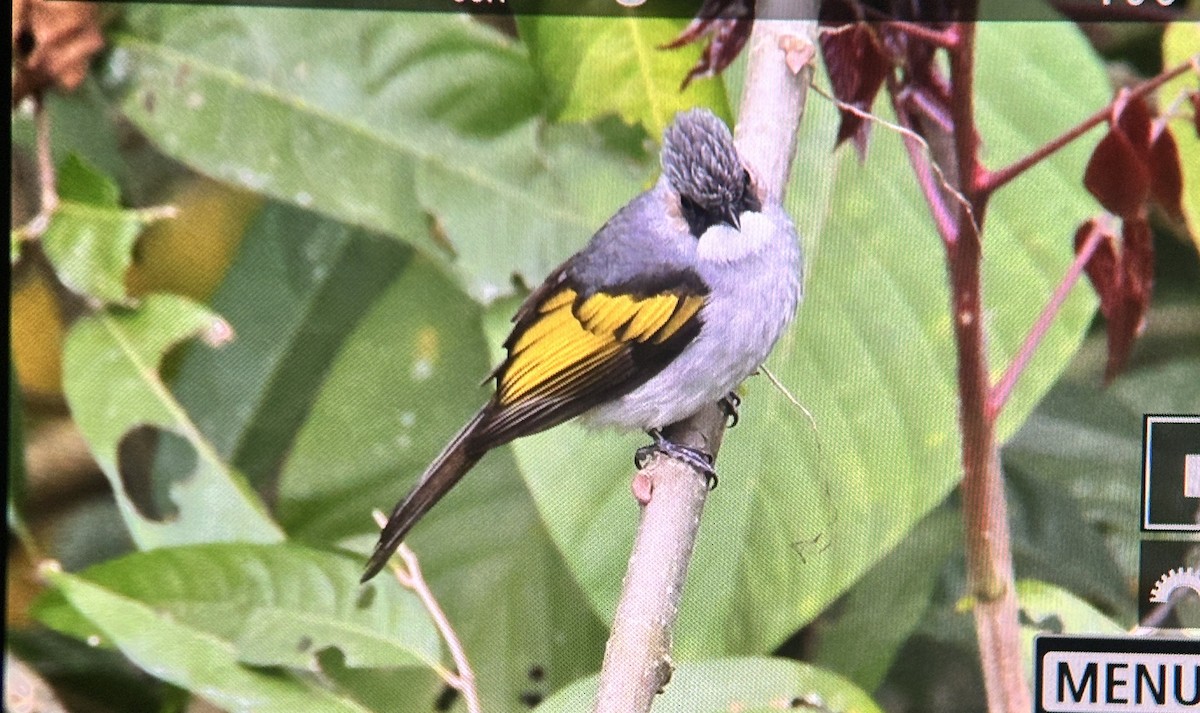 Ashy Bulbul - ML631794630