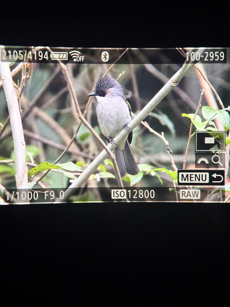 Ashy Bulbul - ML631794631