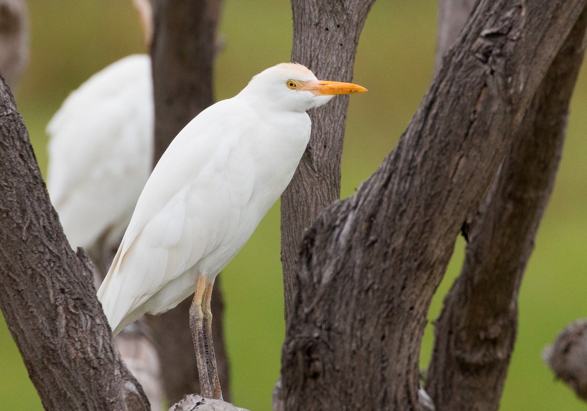 Yellow-billed Egret - ML631794698