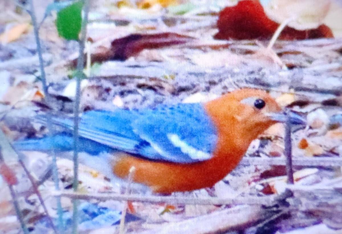 Orange-headed Thrush (Orange-headed) - ML631794968