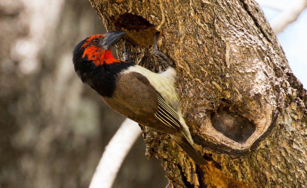 Black-collared Barbet - ML631795100