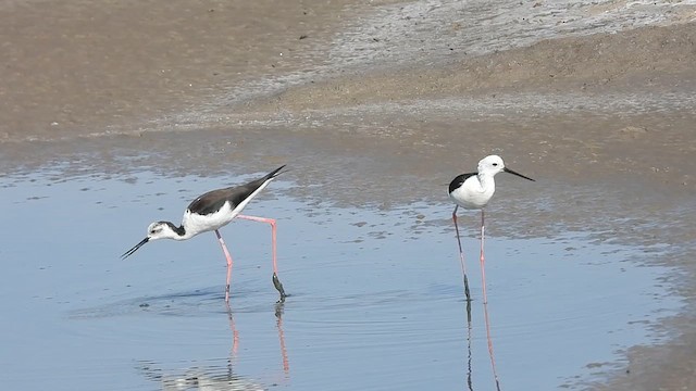 Échasse blanche - ML631795167